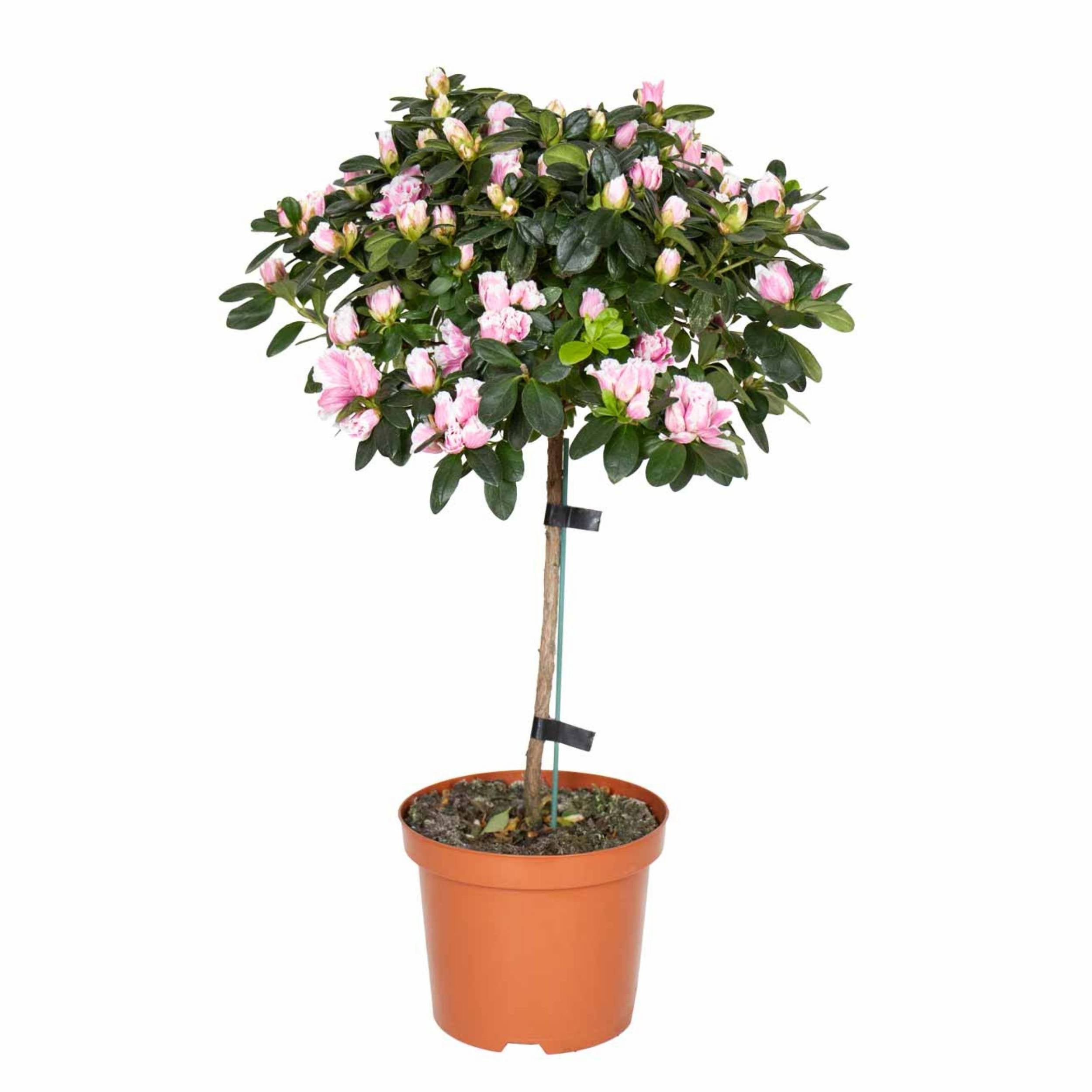 planta de exterior com flor resistente para jardim varanda azálea rosa e branca rhododendron simsii com formato de arbusto e com abundantes flores rosa e brancas em vaso de plástico